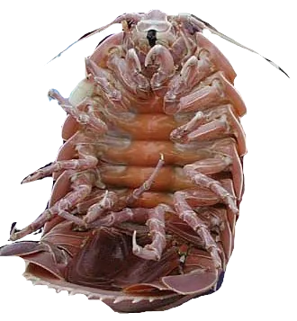 Giant Isopod