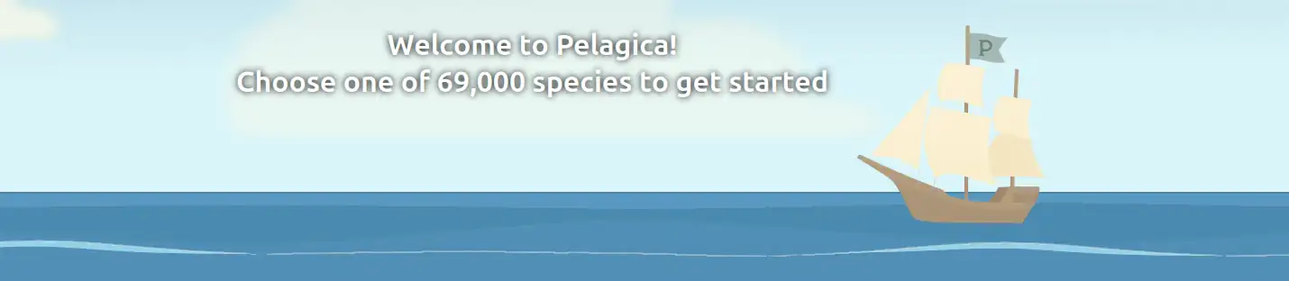 Pelagica banner